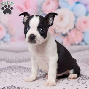 Hyacinth, Boston Terrier Puppy